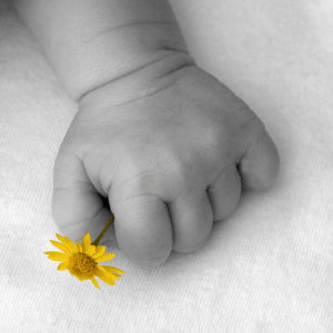 ob_303302_baby-hand-and-yellow-flower-2-rob-gree